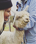 Omg_my_baby_Ivan__Welcome_to_the_family21_Ivan_will_stay_on_the_alpaca_farm_with_his_friends_unt_.jpg